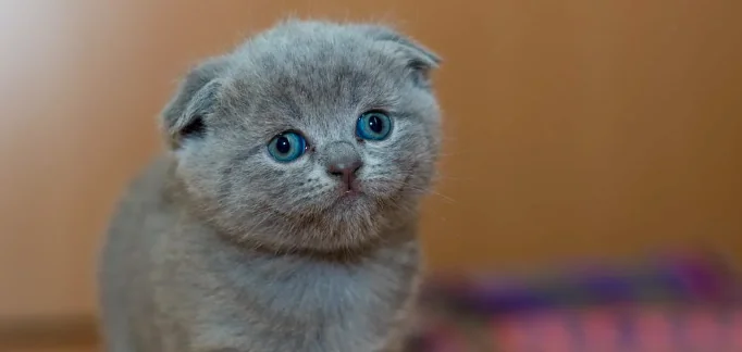 Ecco i gatti più... cani